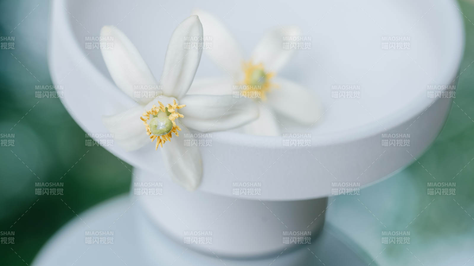 白花靜物
