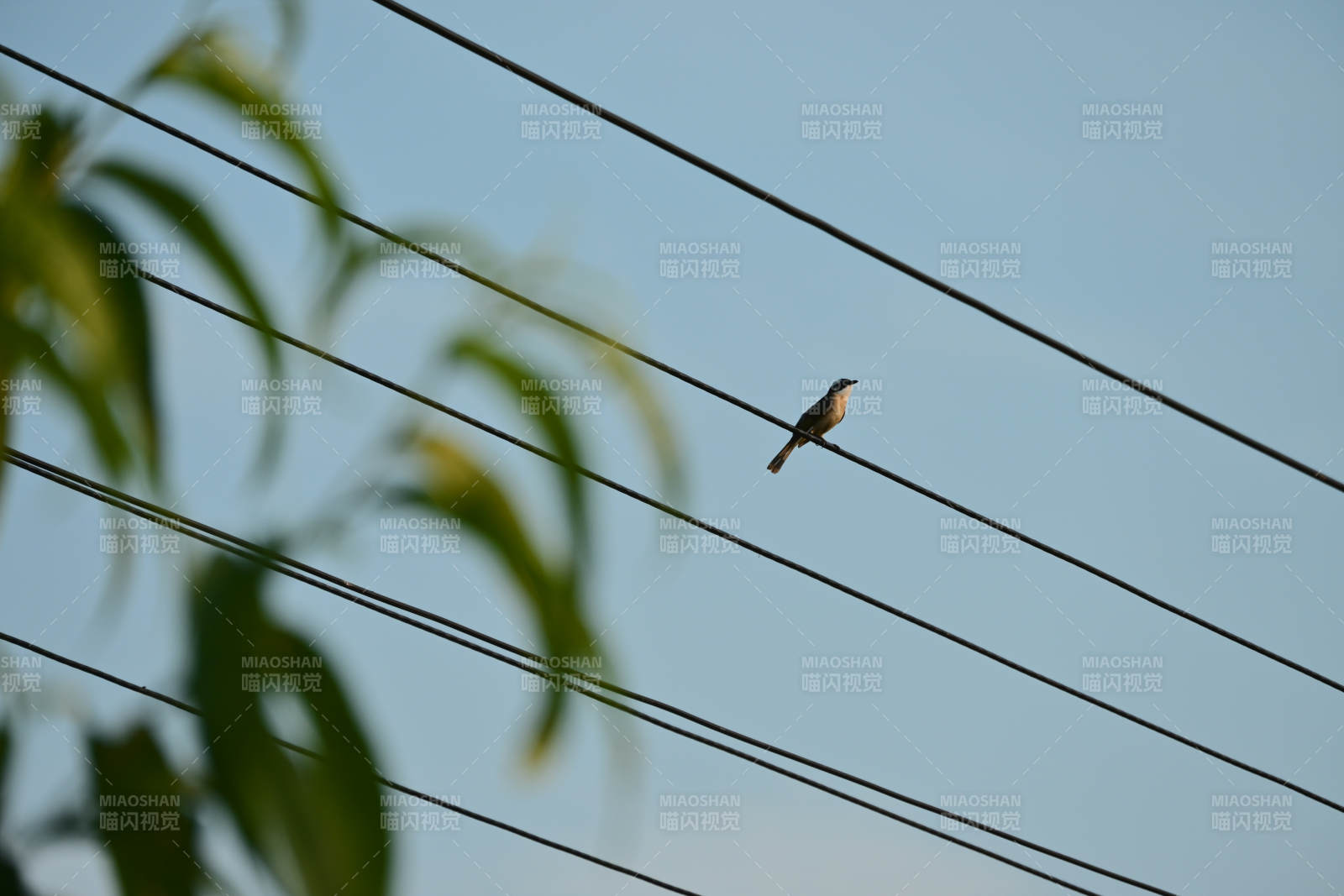 鳥兒棲息在電線上