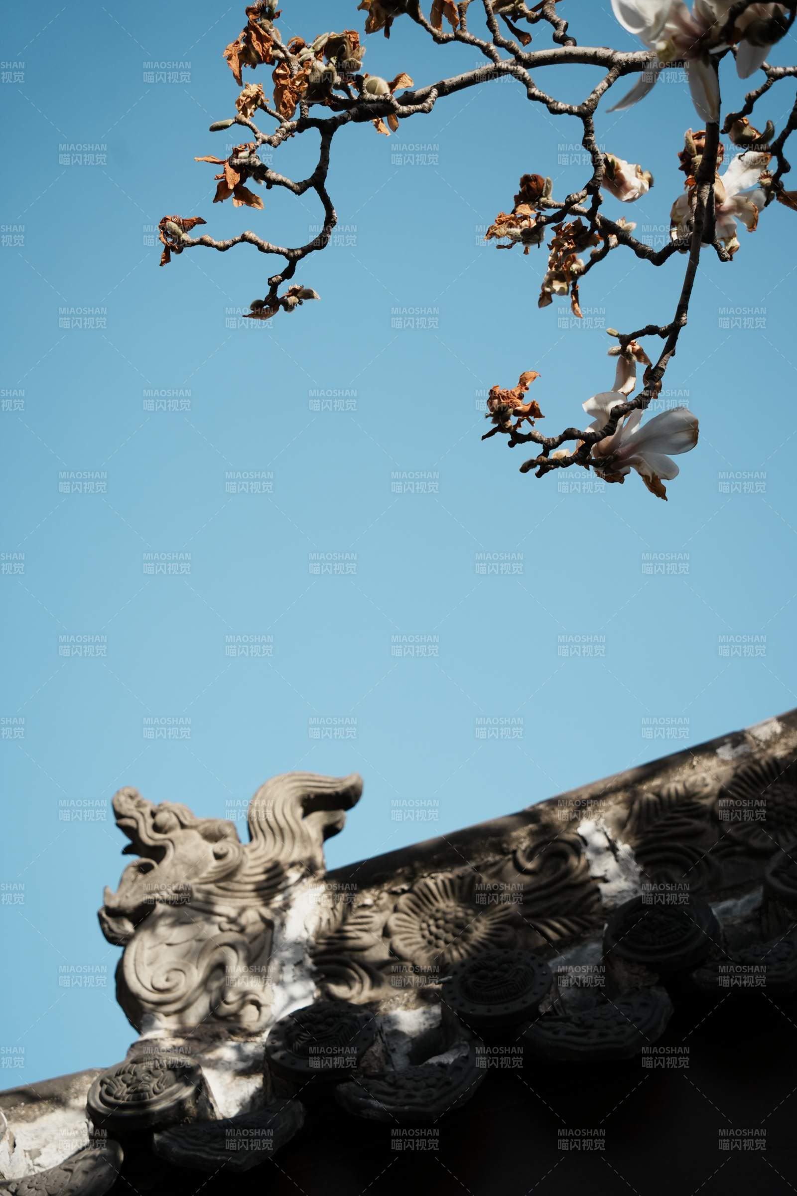 古建筑與花枝