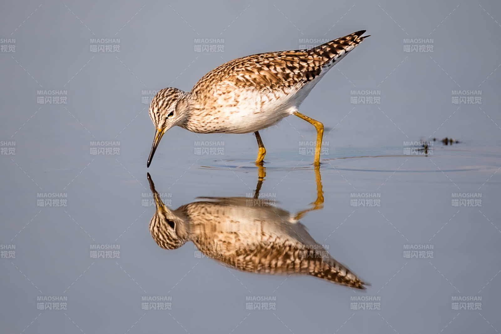 水鳥覓食 倒影如鏡