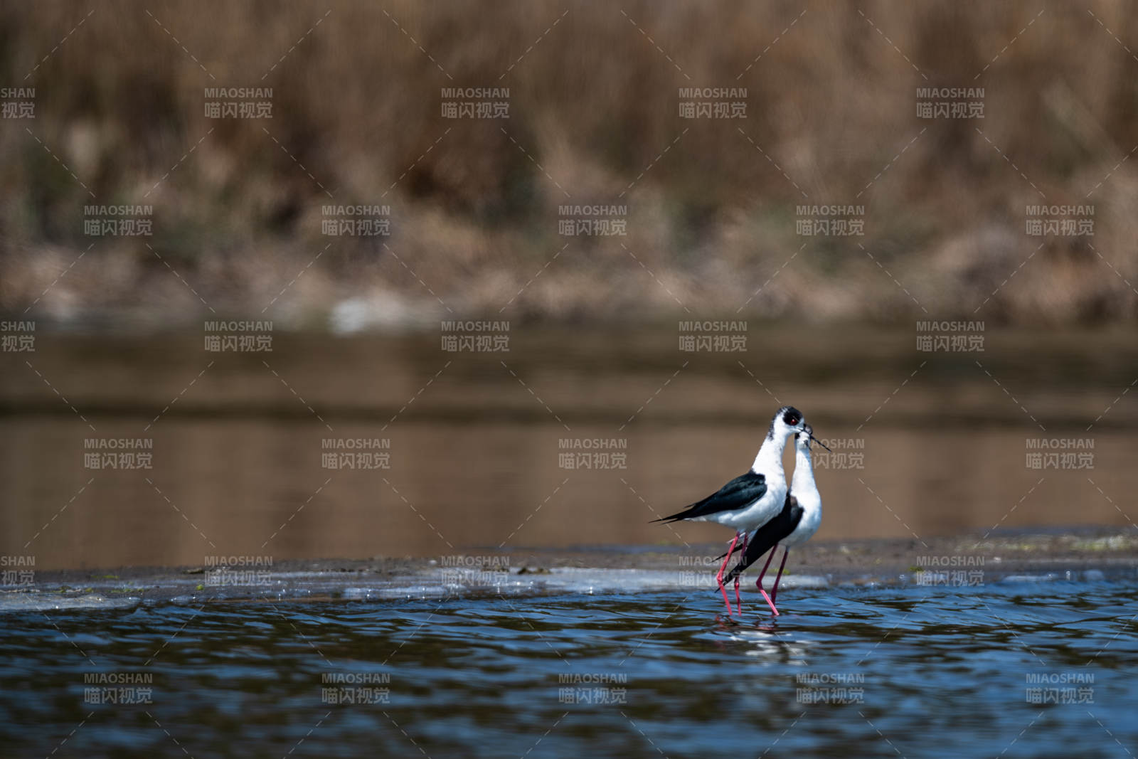 水鳥獨行