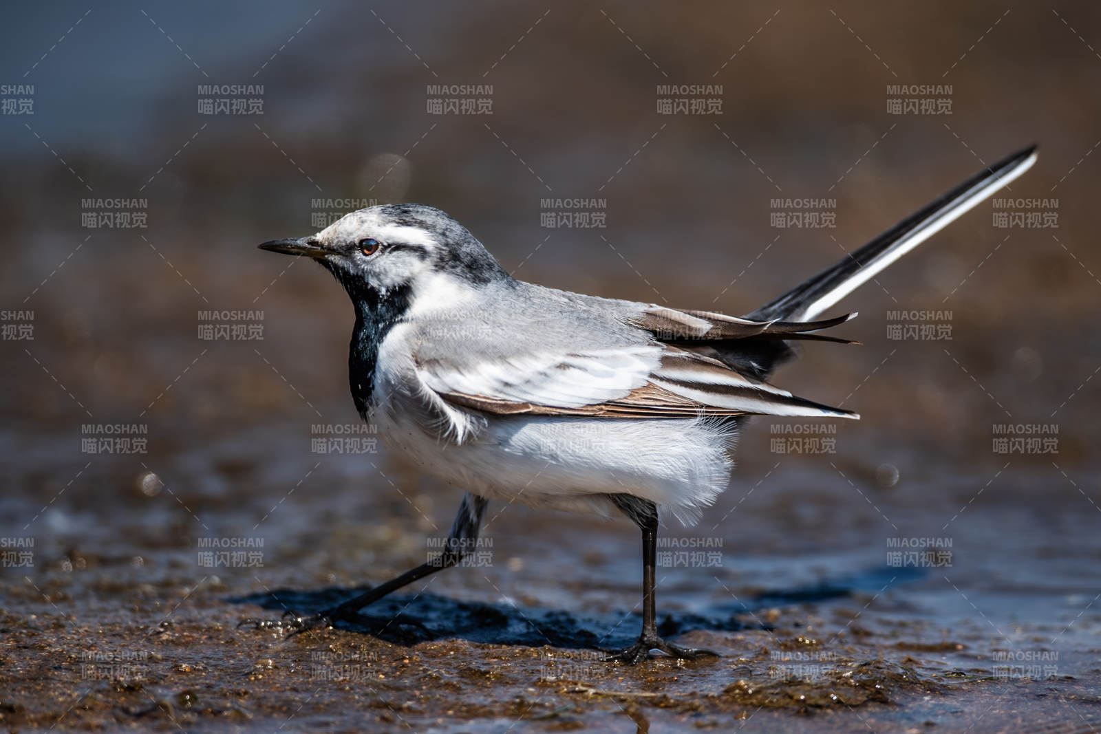 濕地上的黑白鳥