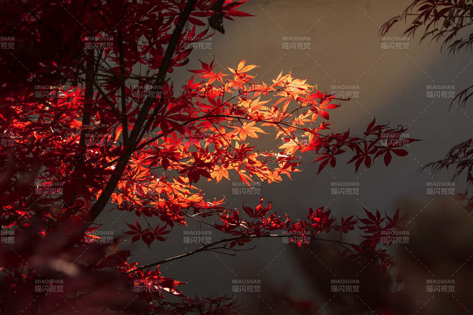 秋日紅葉映墻影