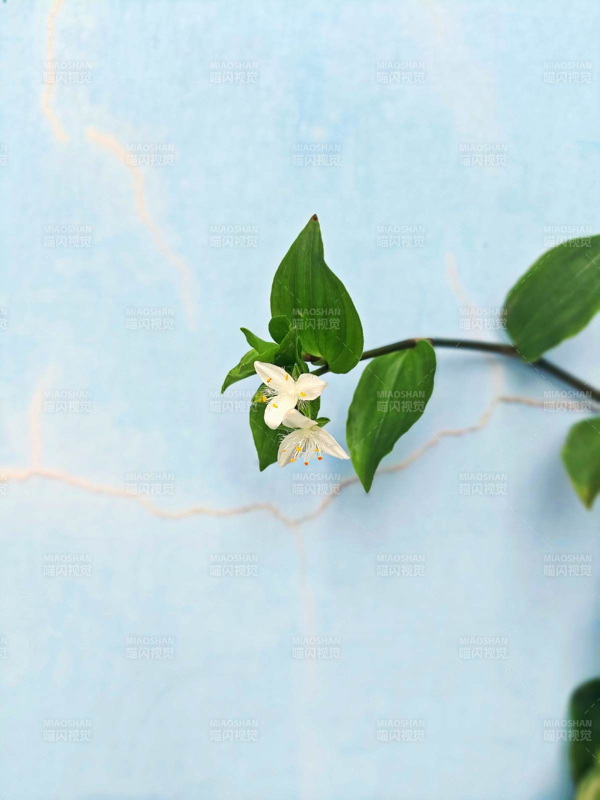 墻邊綻放的白花紫露草