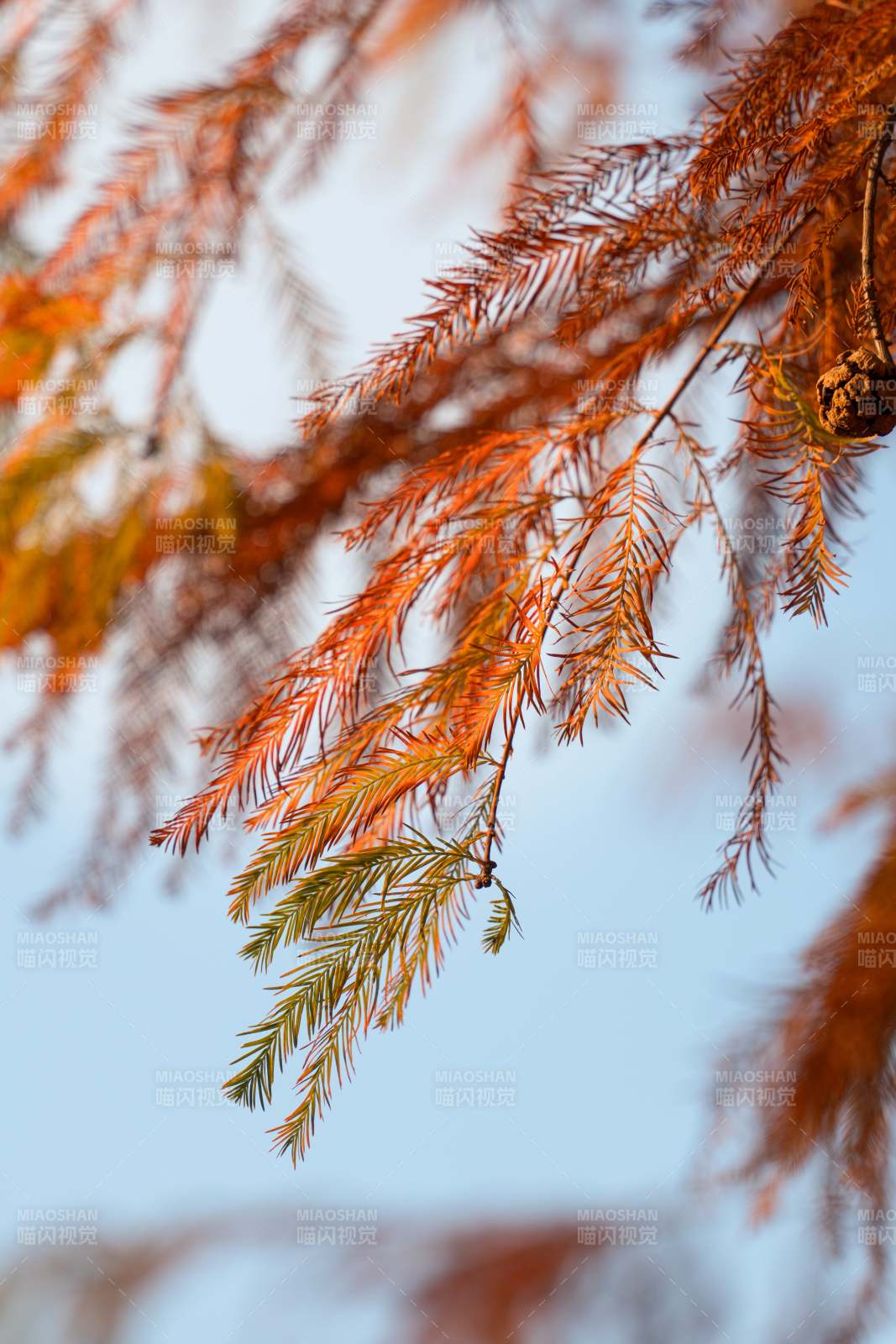 秋日紅葉