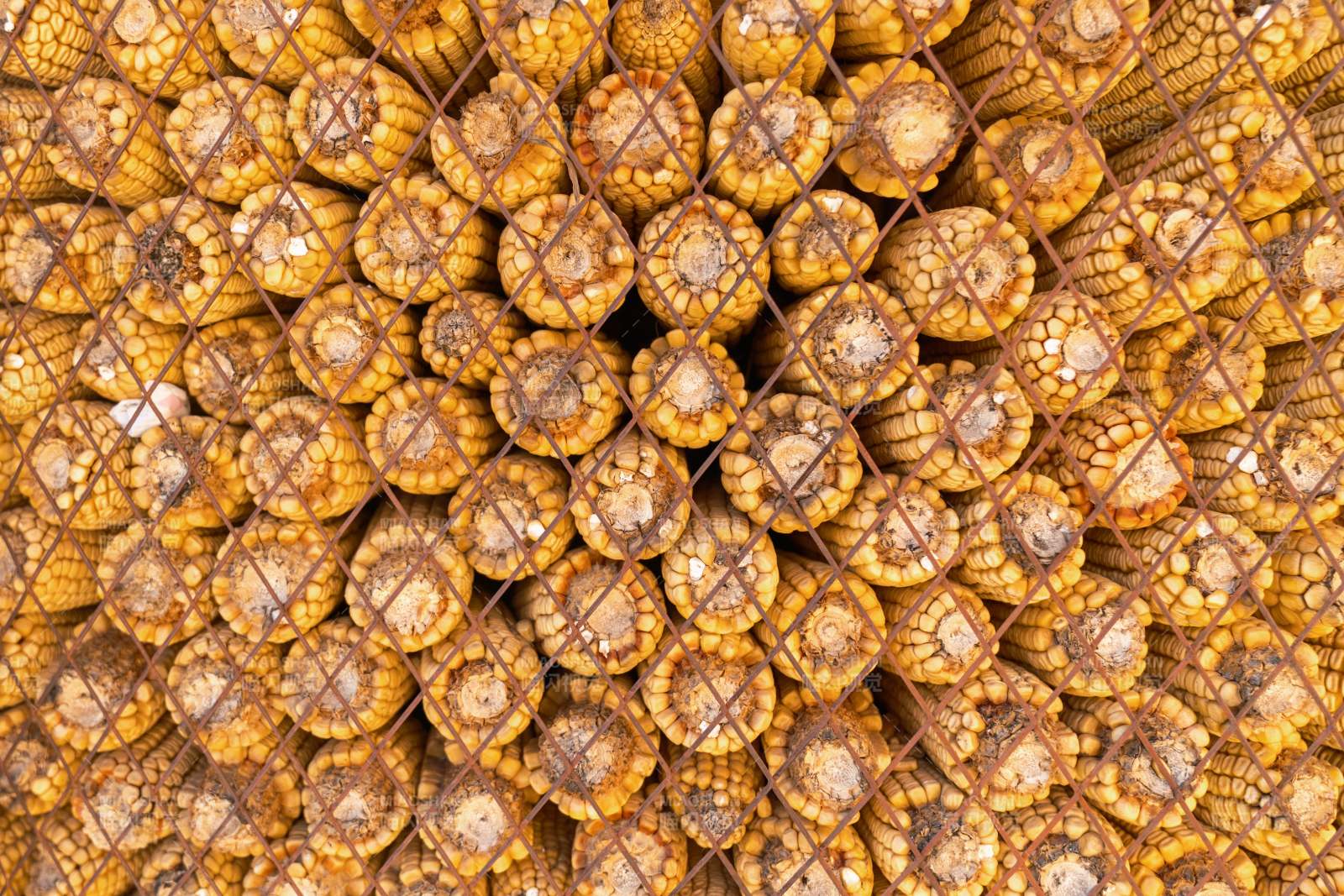 干玉米棒堆疊背景