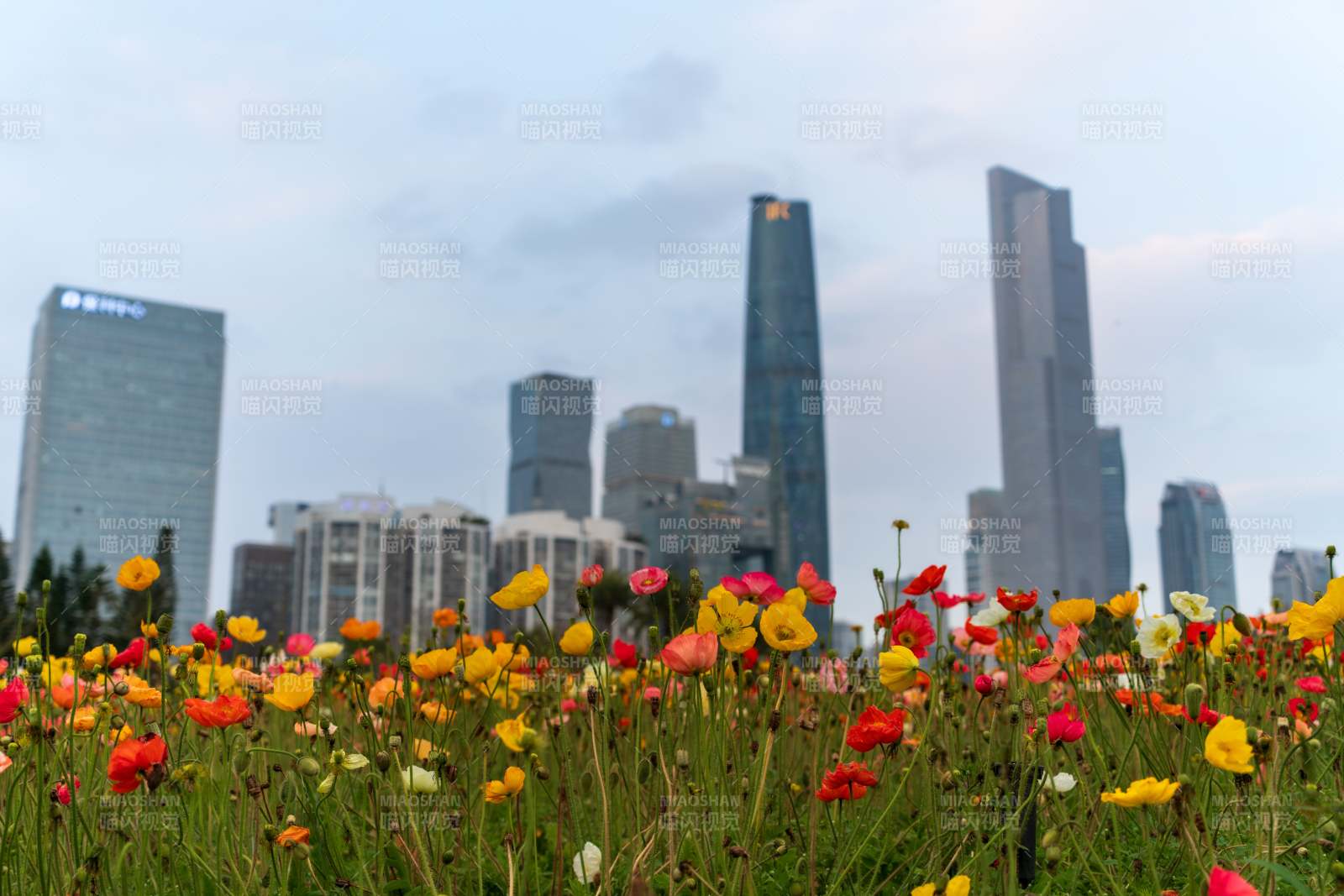 城市花海