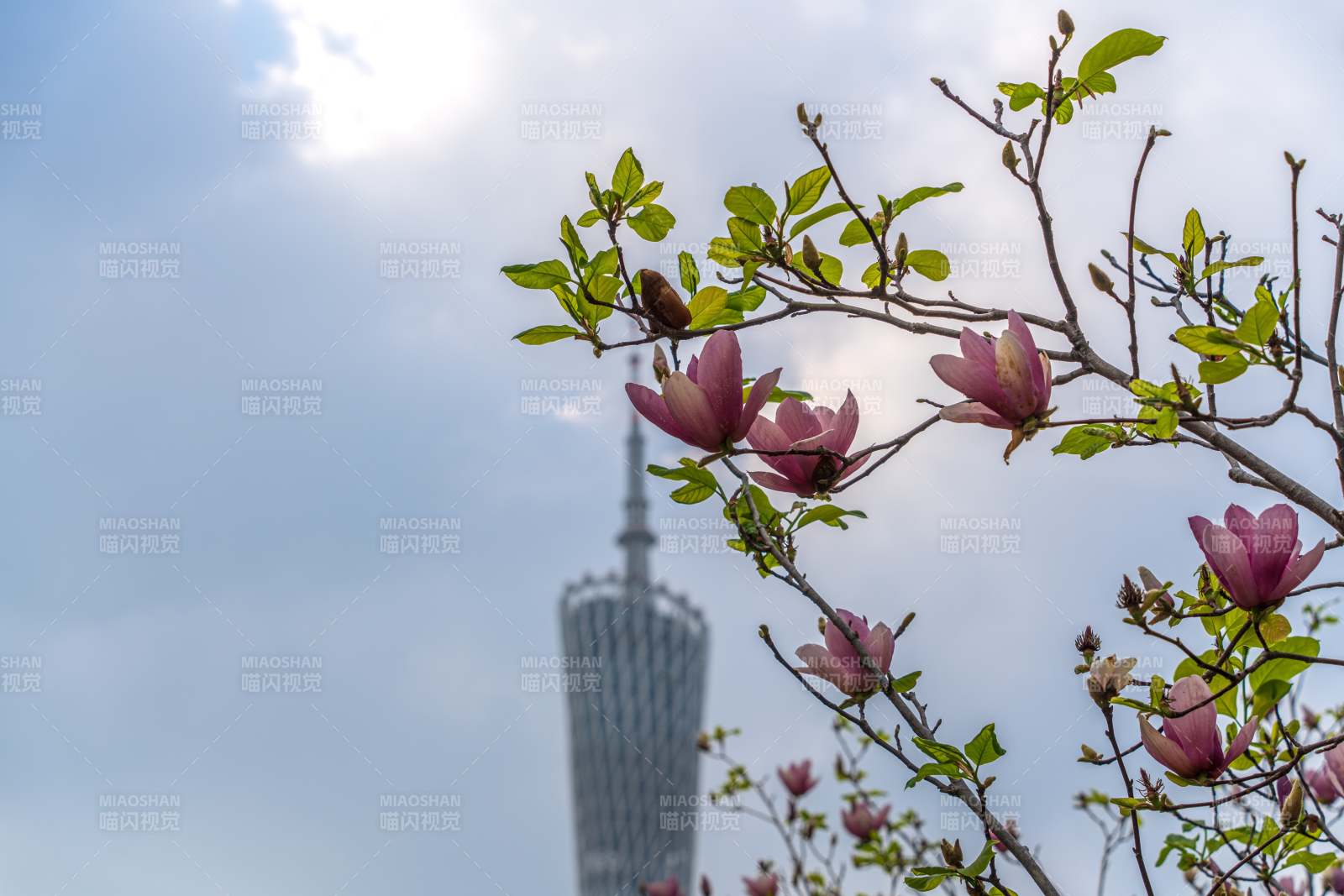 花開時節(jié) 塔影映天