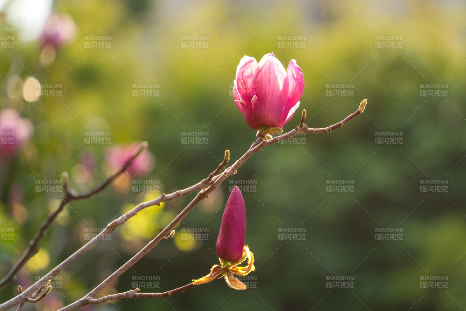 春日花蕾初綻