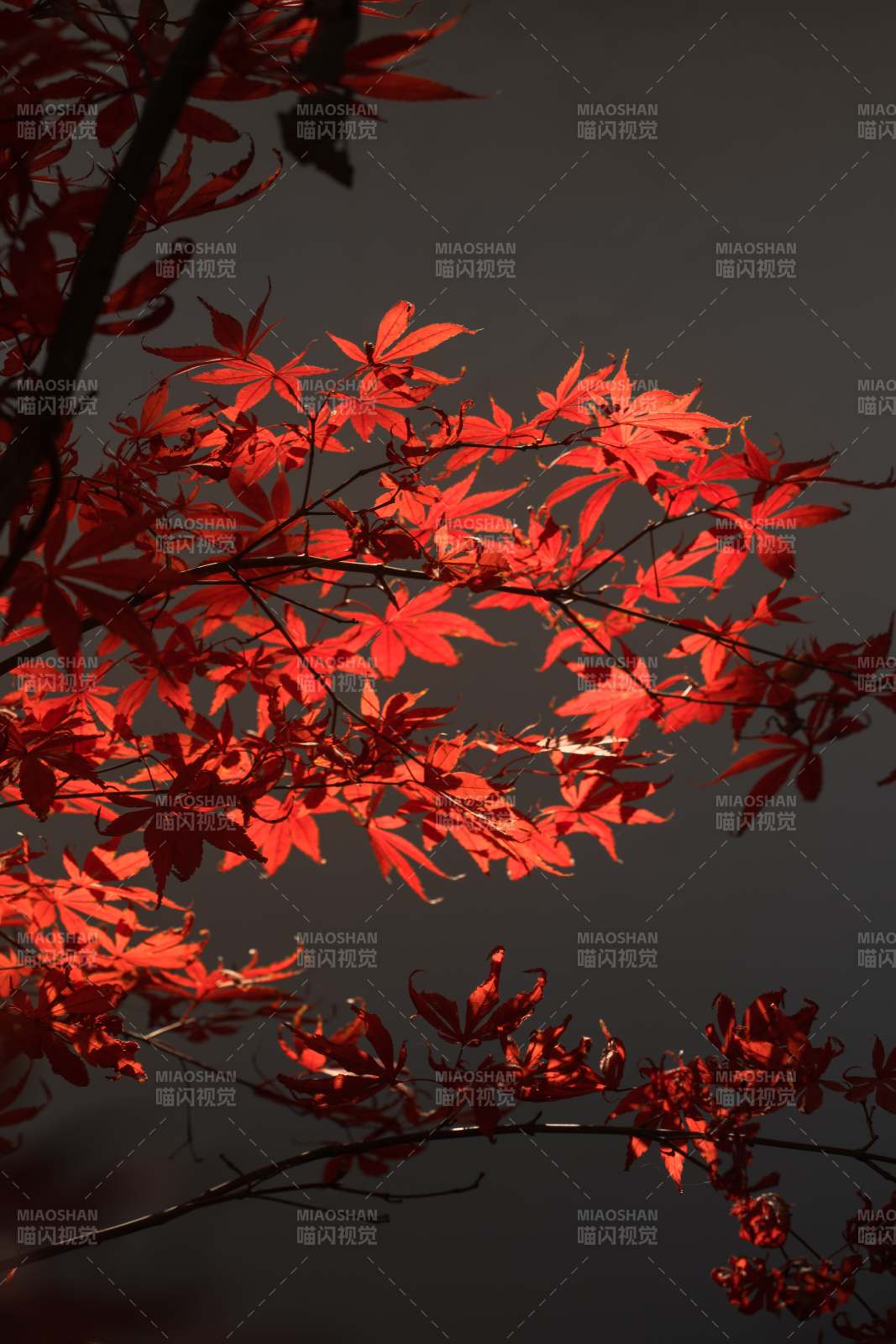 紅葉映秋