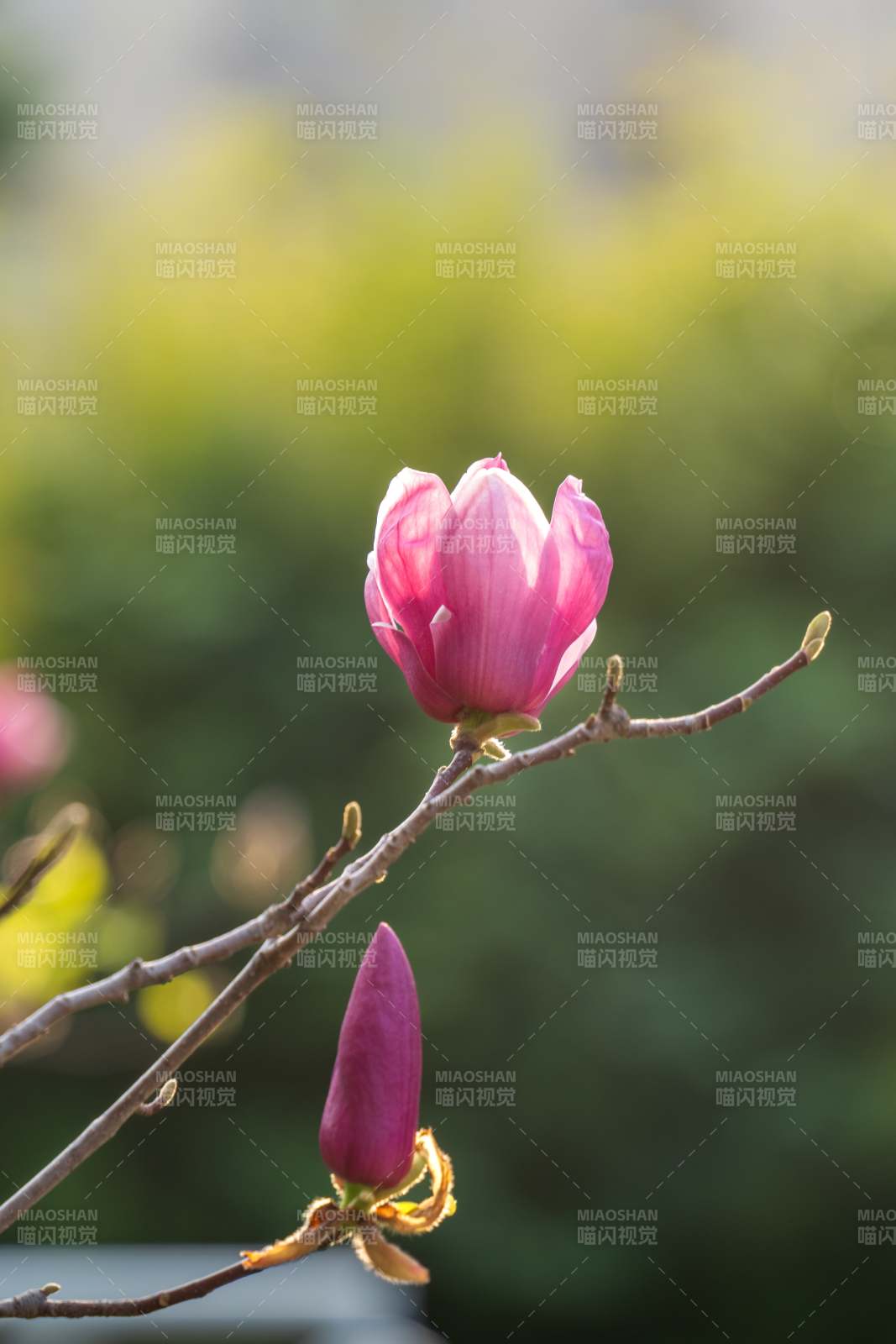 粉色花蕾迎春開