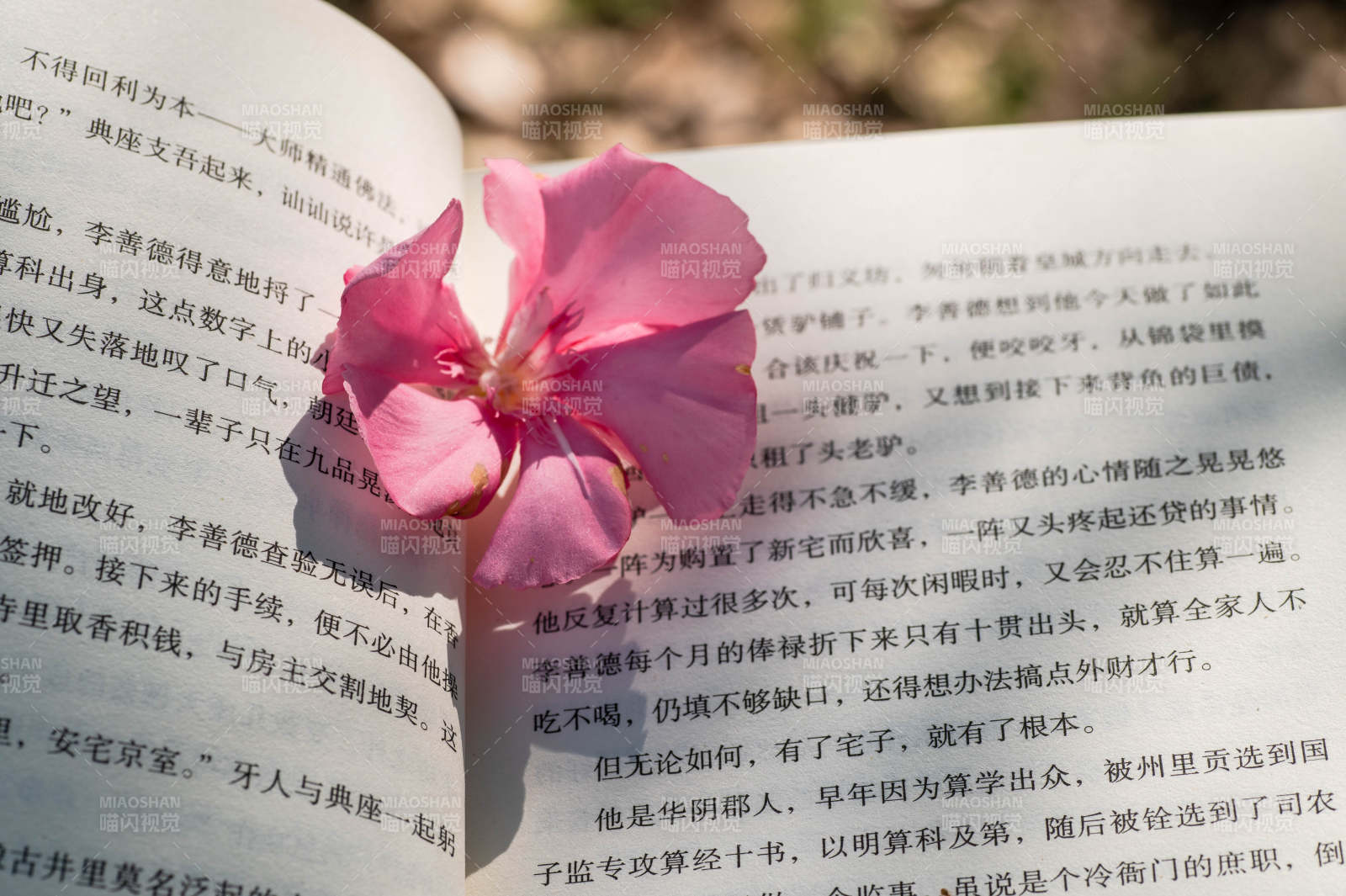 書頁間的粉色花朵