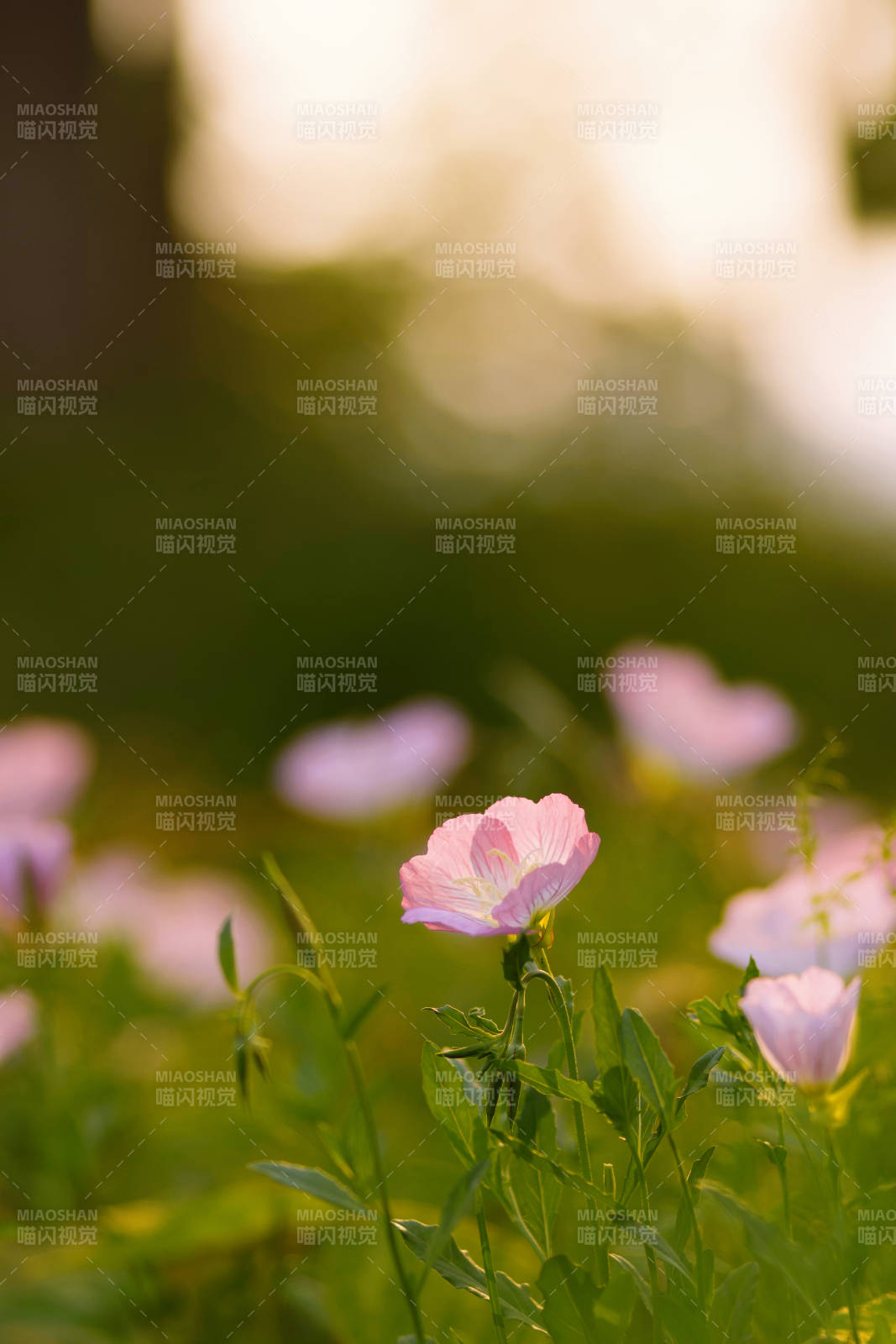 夕陽下的粉色花朵