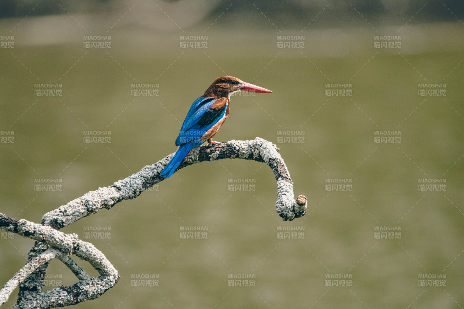 翠鳥棲息枝頭
