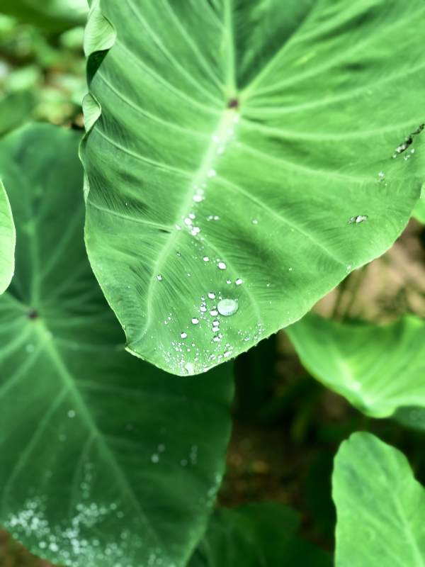 雨后芋头叶子