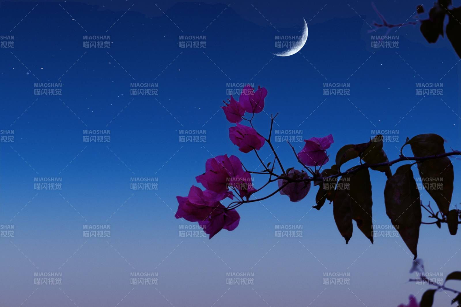 夜空花影