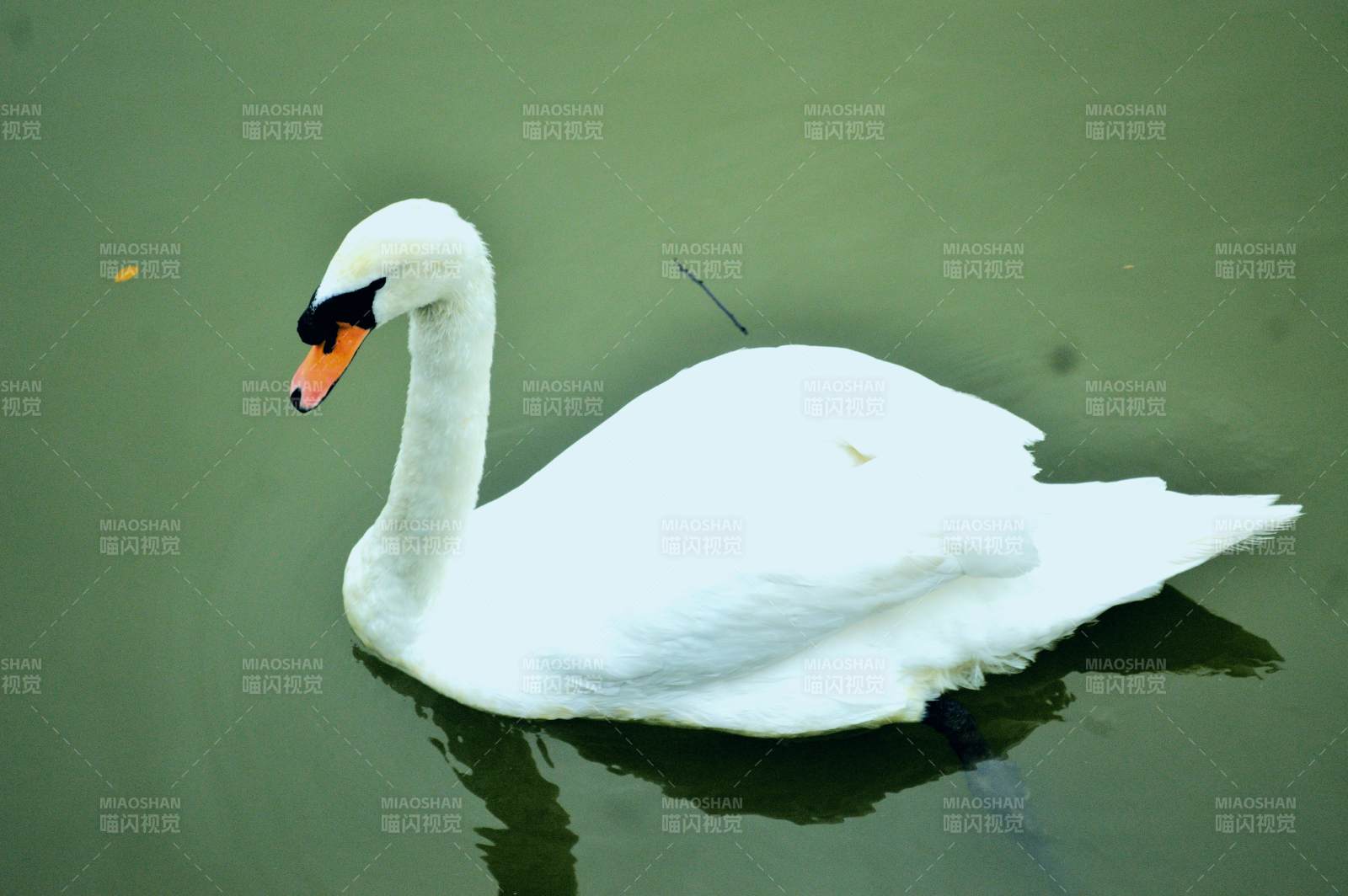 湖中獨(dú)游的白天鵝