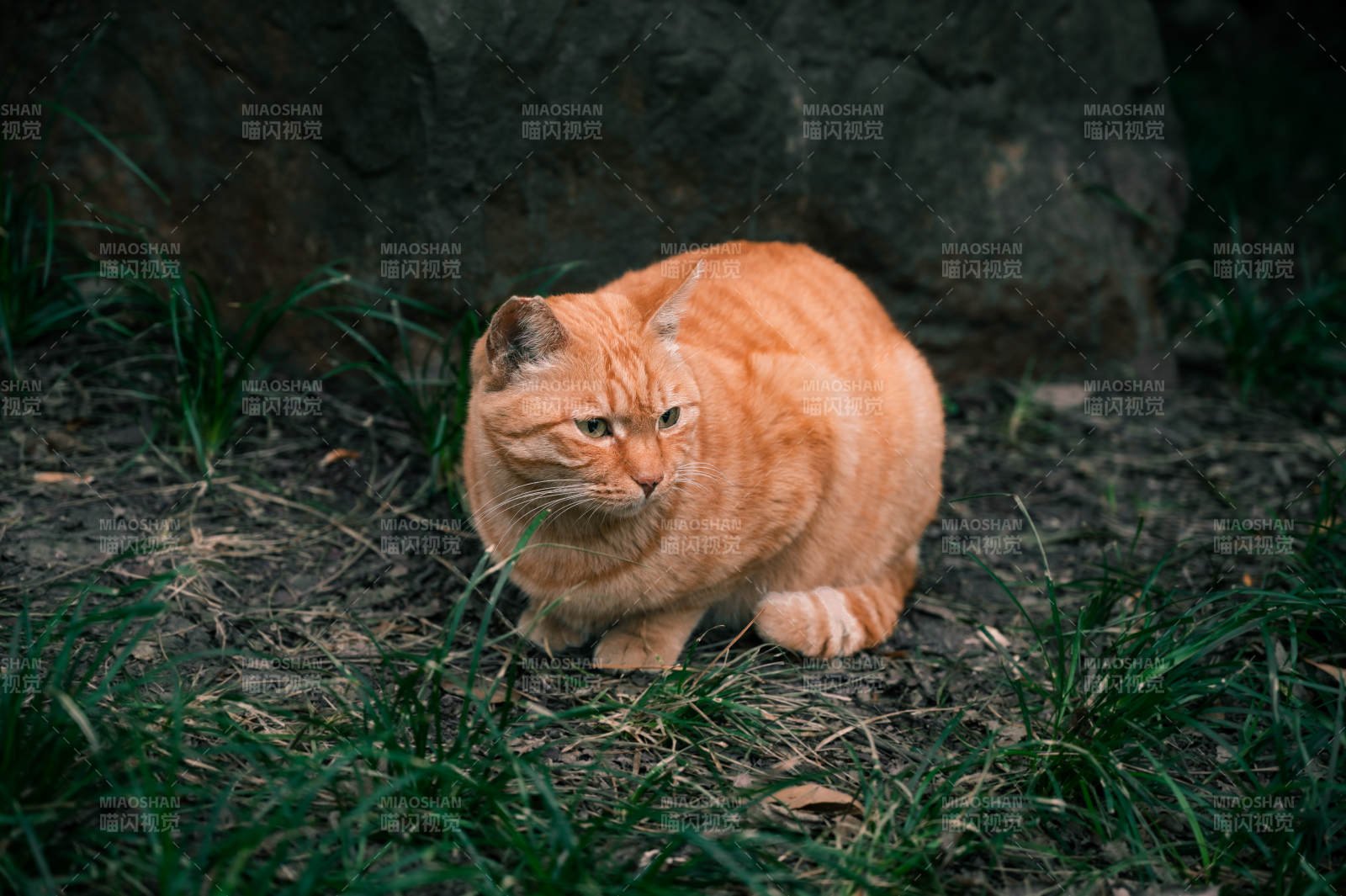 草地上的橙色貓咪