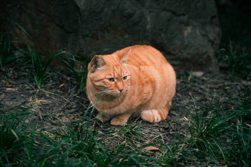 草地上的橙色猫咪