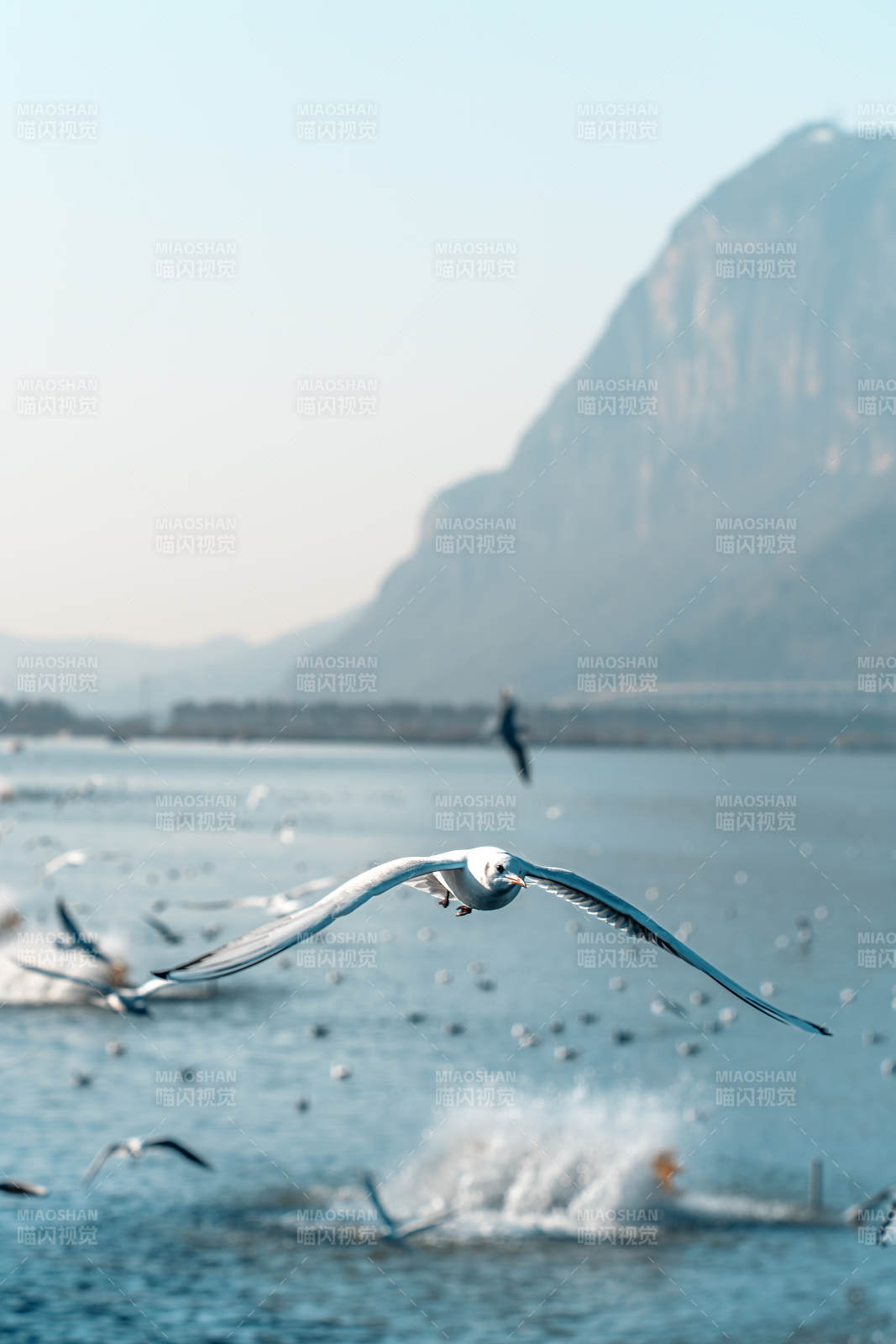 海鷗翱翔