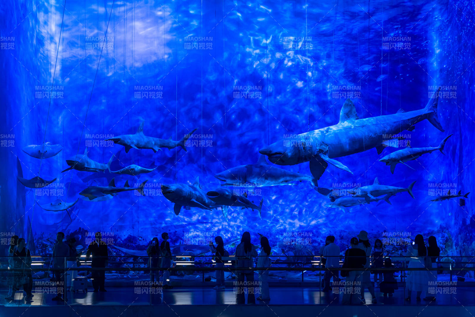 鯊魚群游水族館