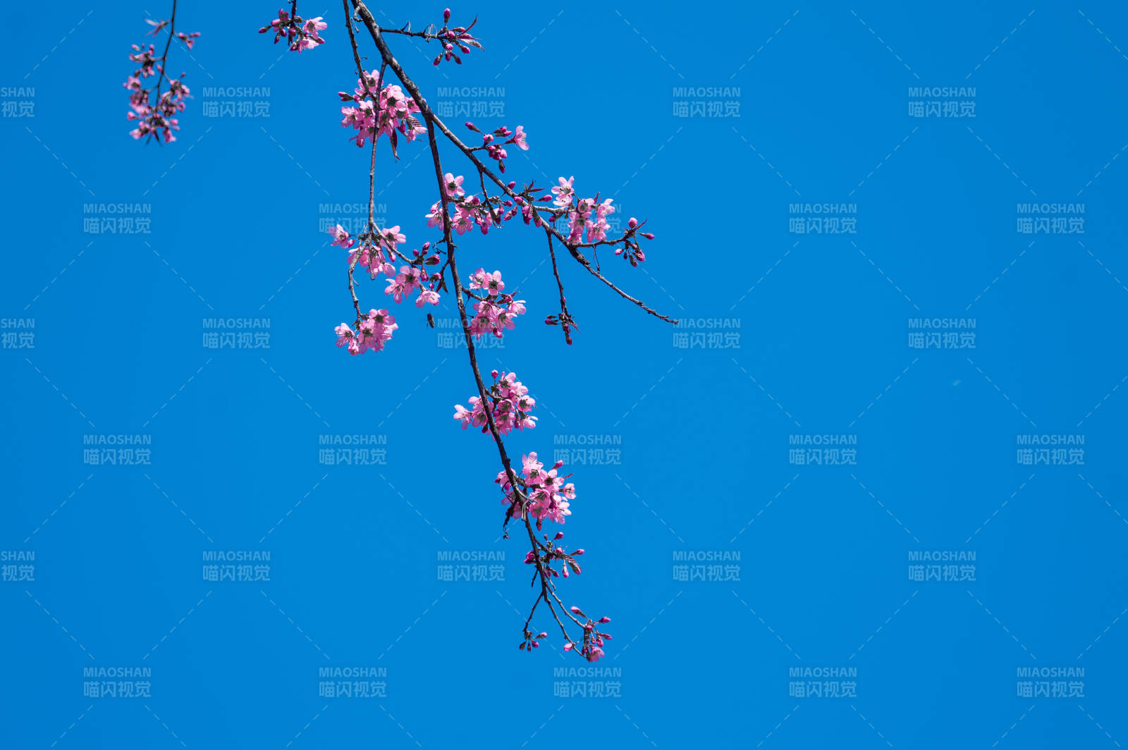 櫻花綻放 藍天相伴