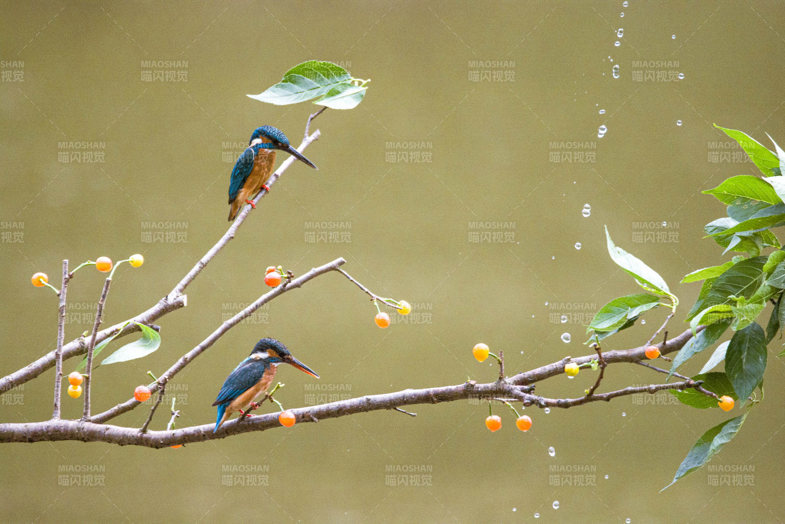 翠鳥棲枝 雨中覓食