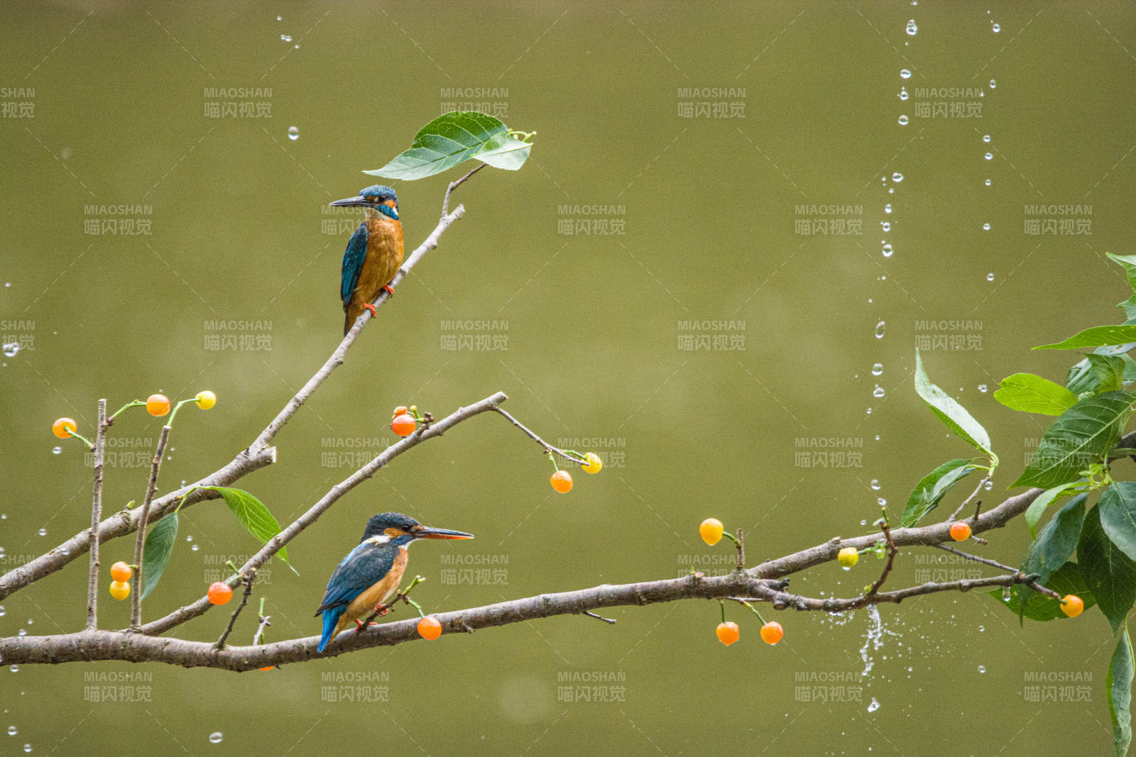 雨中翠鳥棲枝頭