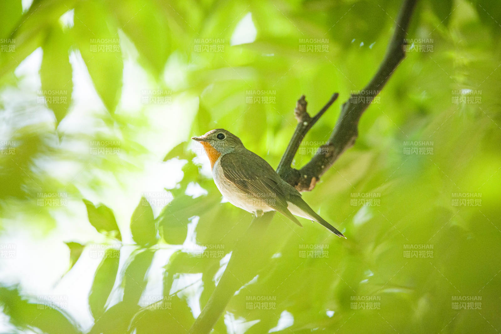 鳥兒在綠葉間歌唱