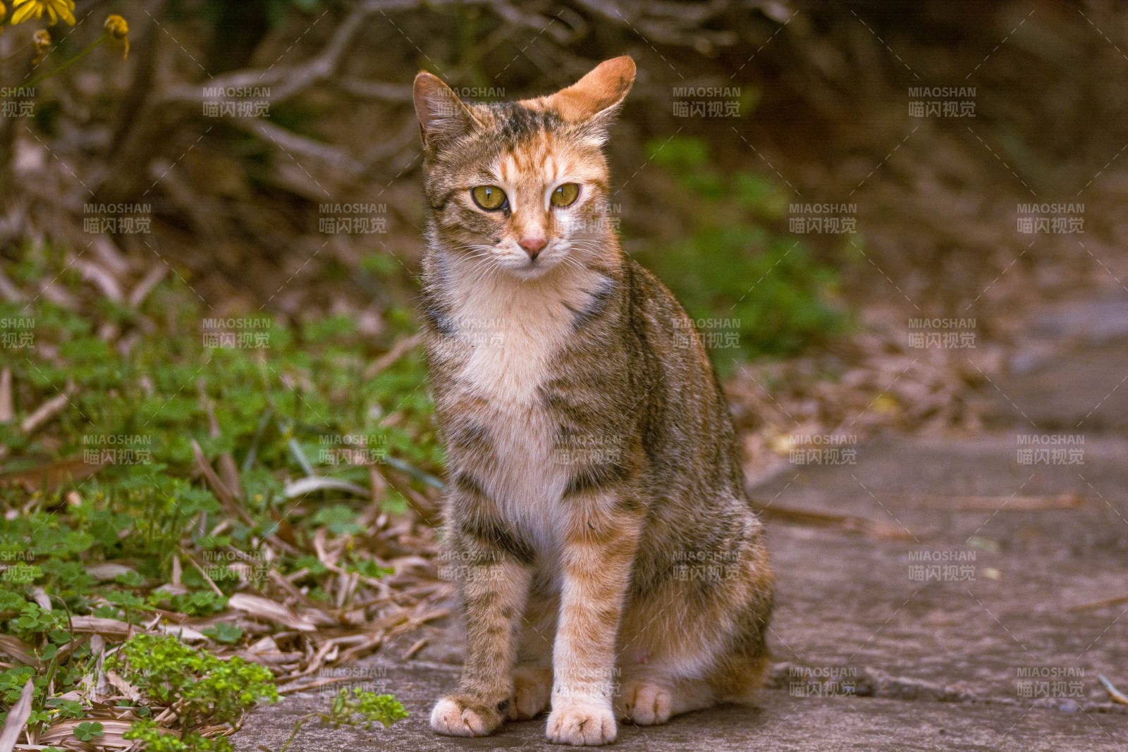 野貓靜坐林間小徑