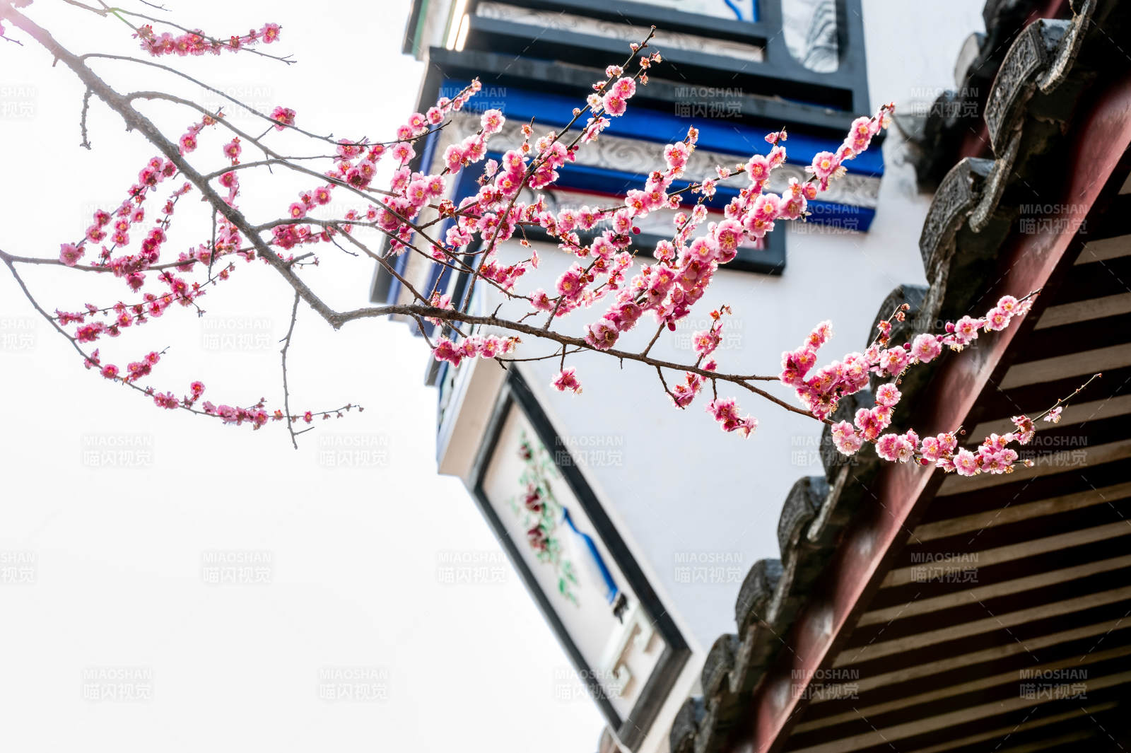 梅花映古建筑