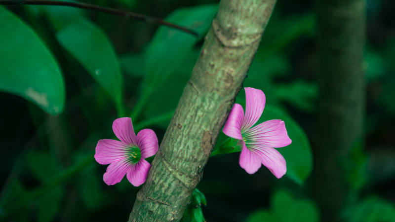 粉色小花纏繞樹枝