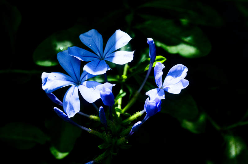 藍(lán)花綻放