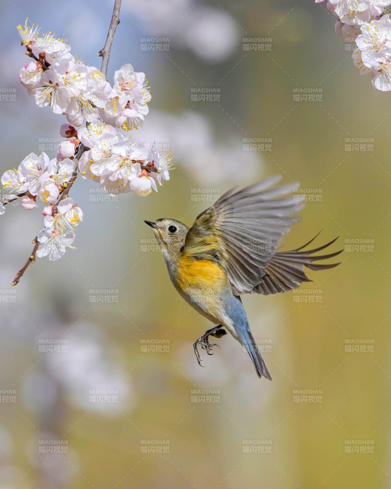 春花與飛鳥