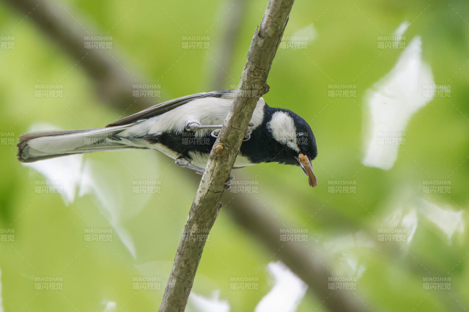 鳥兒棲息在樹枝上