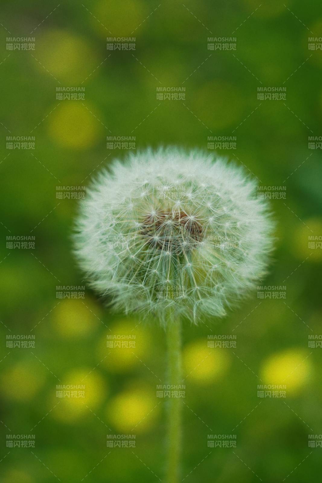 蒲公英的種子