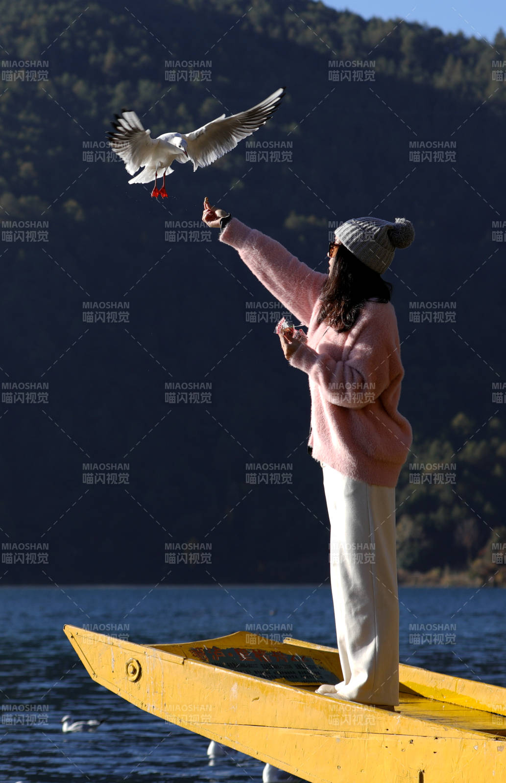 瀘沽湖喂海鷗