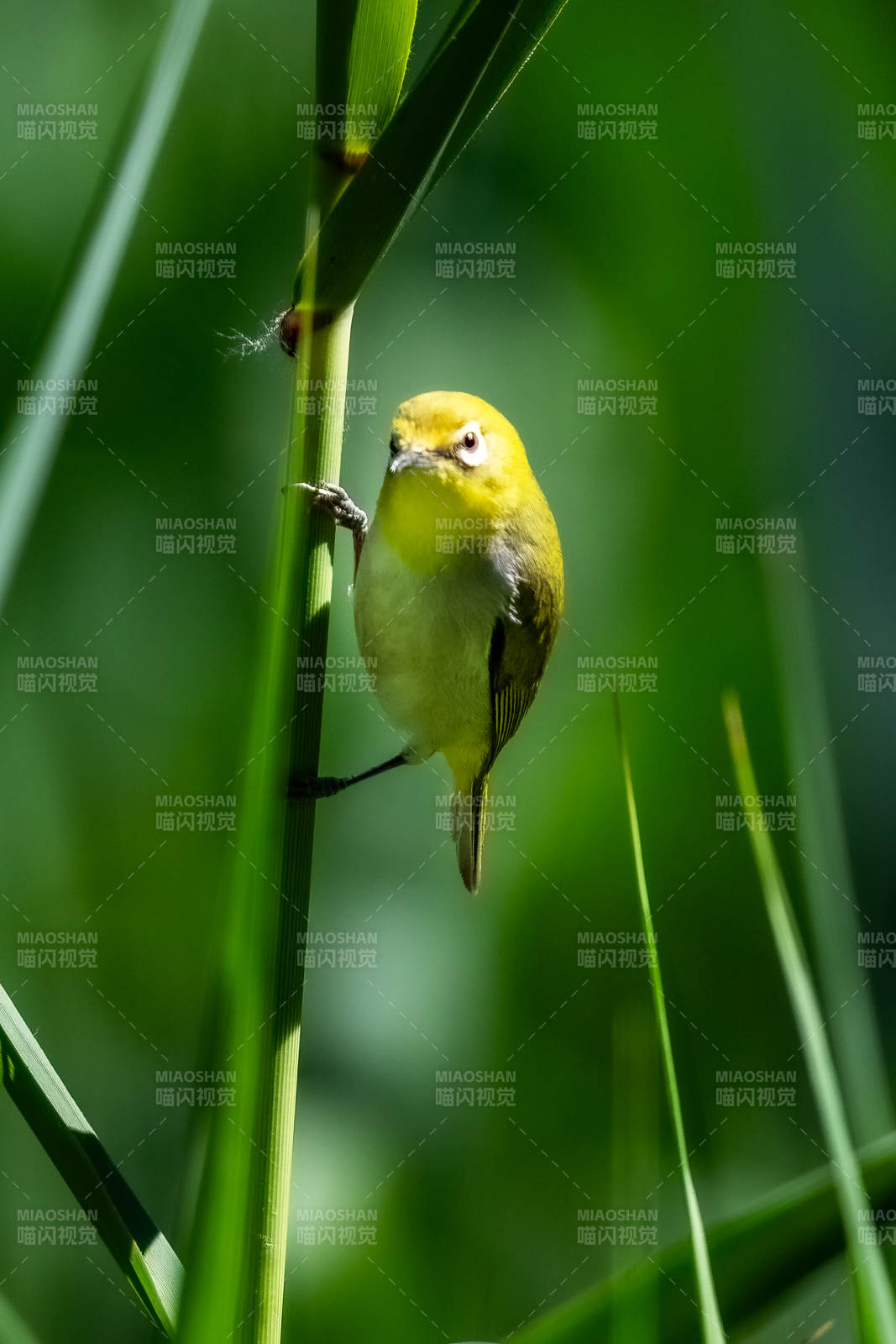 繡眼鳥棲息