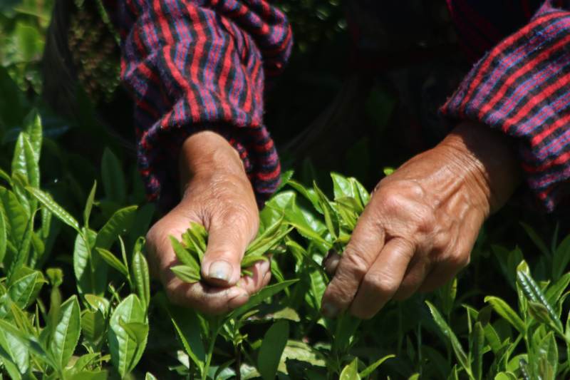 采摘茶叶的双手