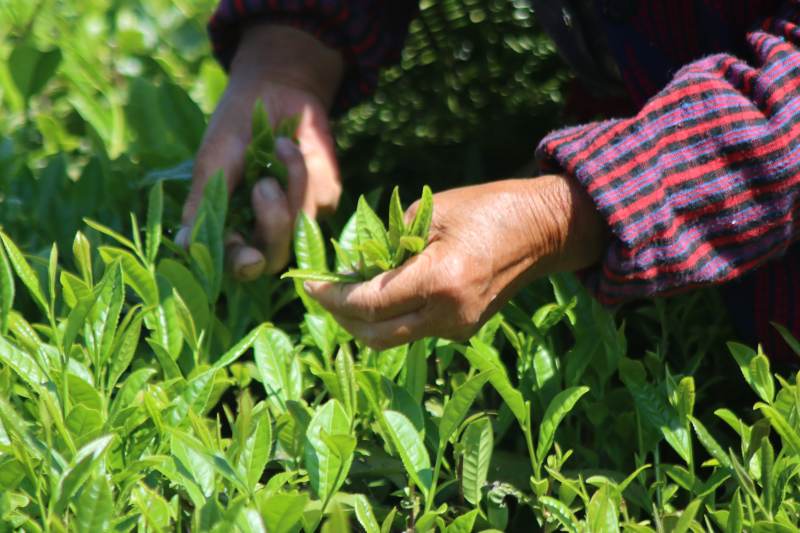 采摘茶叶的手