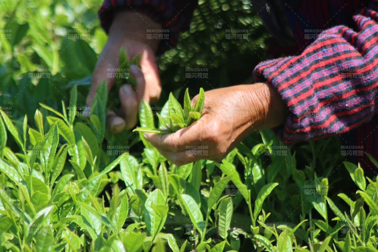 采摘茶葉的手