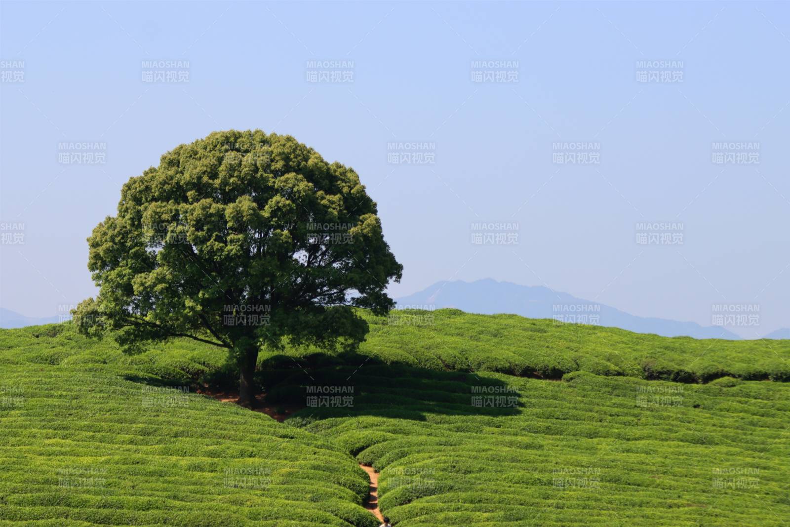 孤獨茶樹