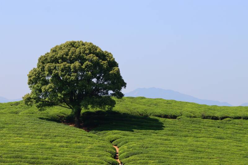 孤獨茶樹