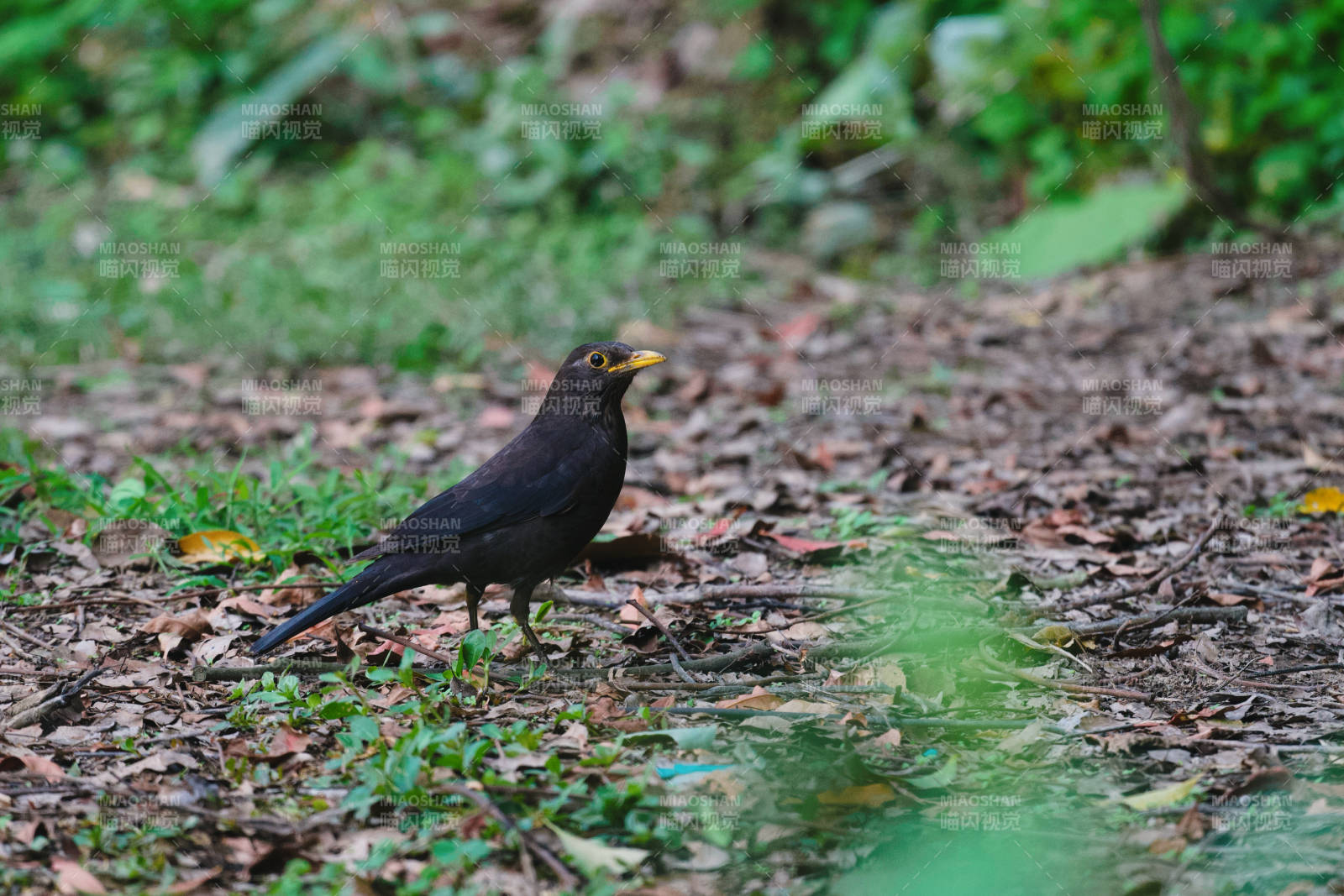 林間黑鳥覓食圖