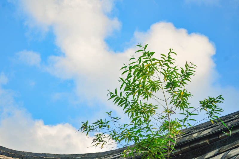 綠植與藍(lán)天