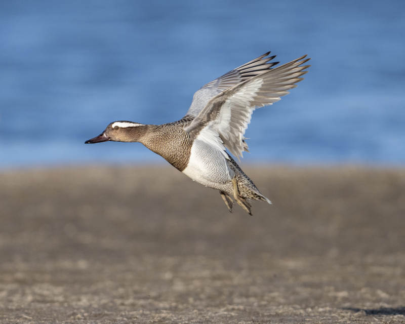 飛翔的海鳥