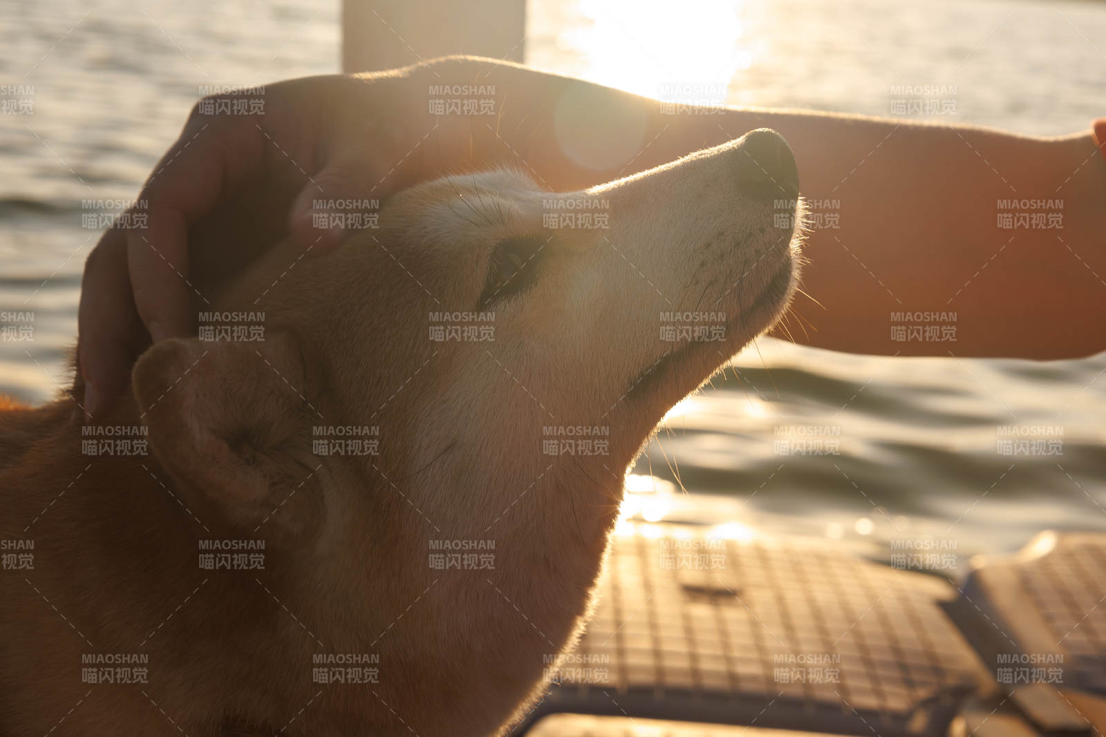 夕陽下的溫暖撫摸