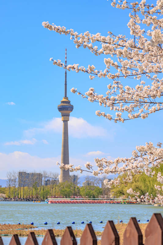 春日櫻花與塔景