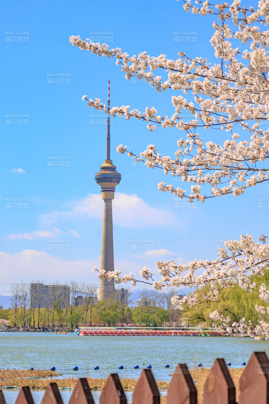 春日櫻花與塔景