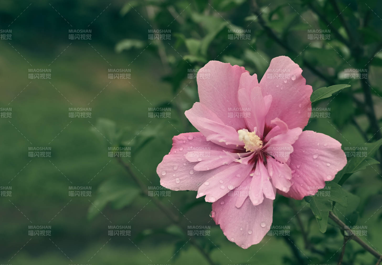 雨后粉花